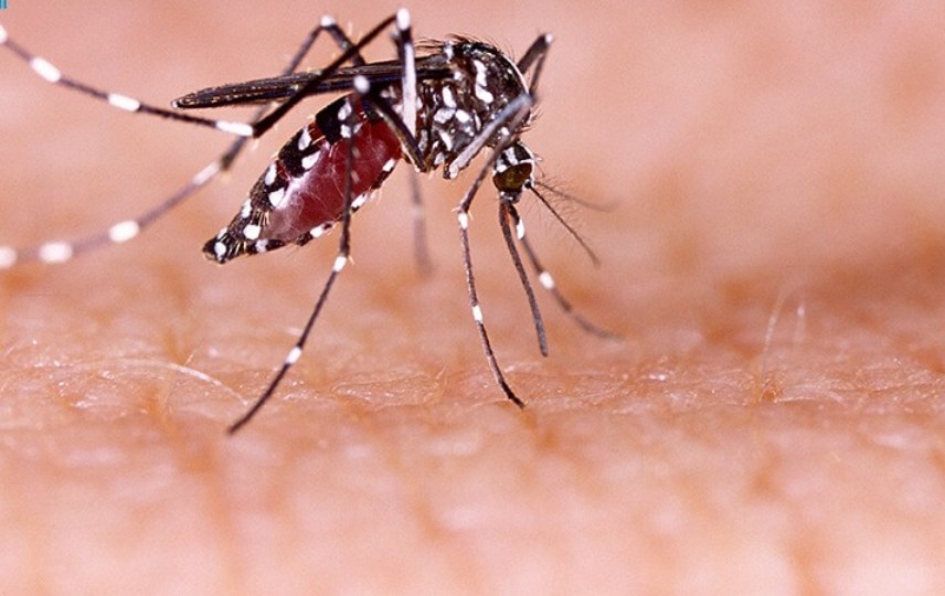 Dengue fever in adults: Symptoms and treatment